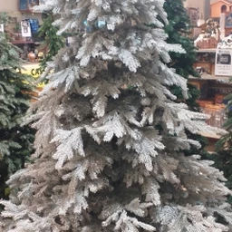 ALBERO NATALE GHIACCIATO FROSTED GRANDIS FIR H.2.40