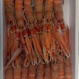 SCAMPI INTERI 8-10