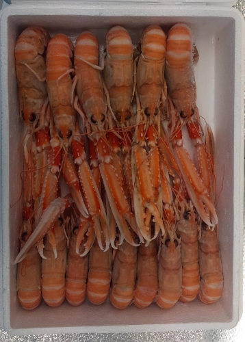 SCAMPI INTERI 8-10